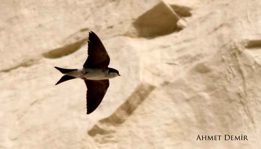 Common House-Martin